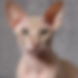 peterbald cat breed