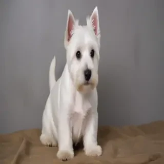 west highland terrier
