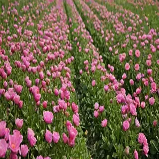 flower line