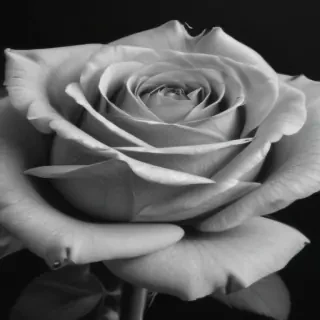 rose drawing black and white