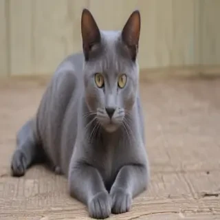 korat cat breed