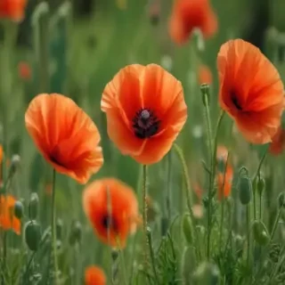 poppy flower