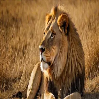 lion background