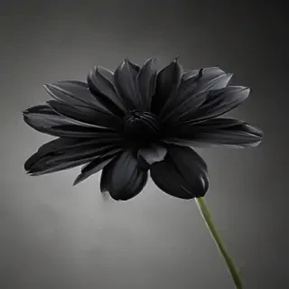 black flower