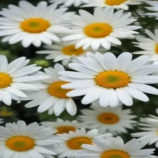 daisy desktop wallpaper