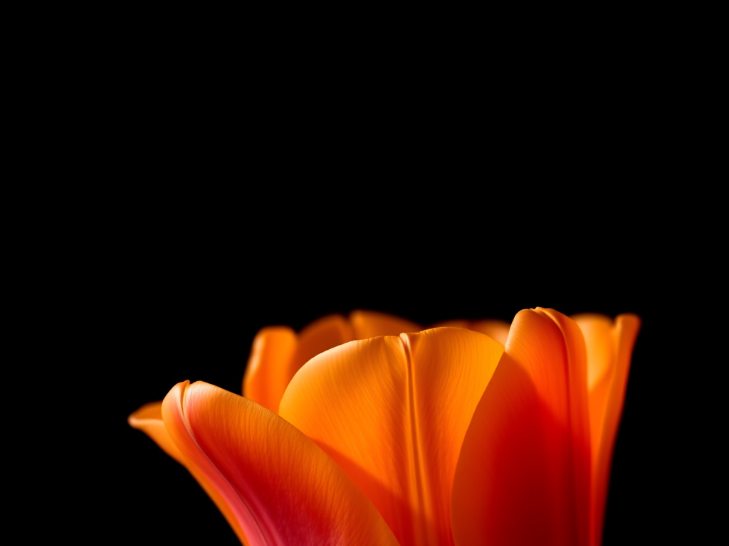 macro shot of a vibrant orange tulip with soft lighting against a dark background, aperture f/2.8, shutter speed 1/200s, ISO 100, 85mm lens, taken with a DSLR camera