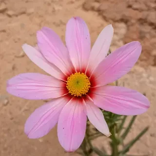 desert flower