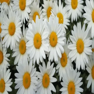 daisy background