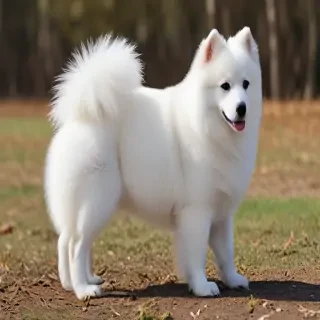japanese spitz dog breed