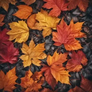 autumn leaves iphone wallpaper