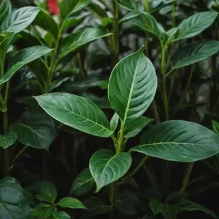 plant no background