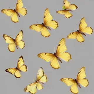 butter flies png