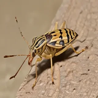 locust bug
