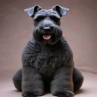 kerry blue terrier