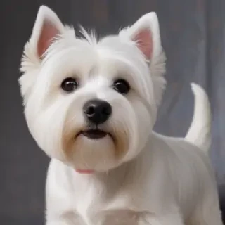 west highland terrier