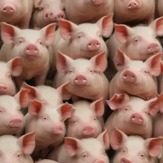 pig background