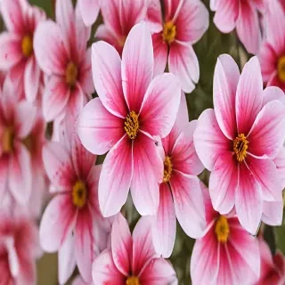 wallpaper iphone flower