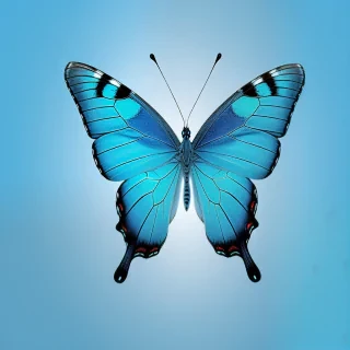 aesthetic blue butterfly