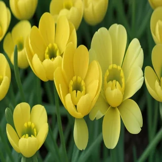 buttercup flower