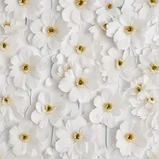 flower background white