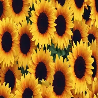 iphone cute sunflower wallpaper