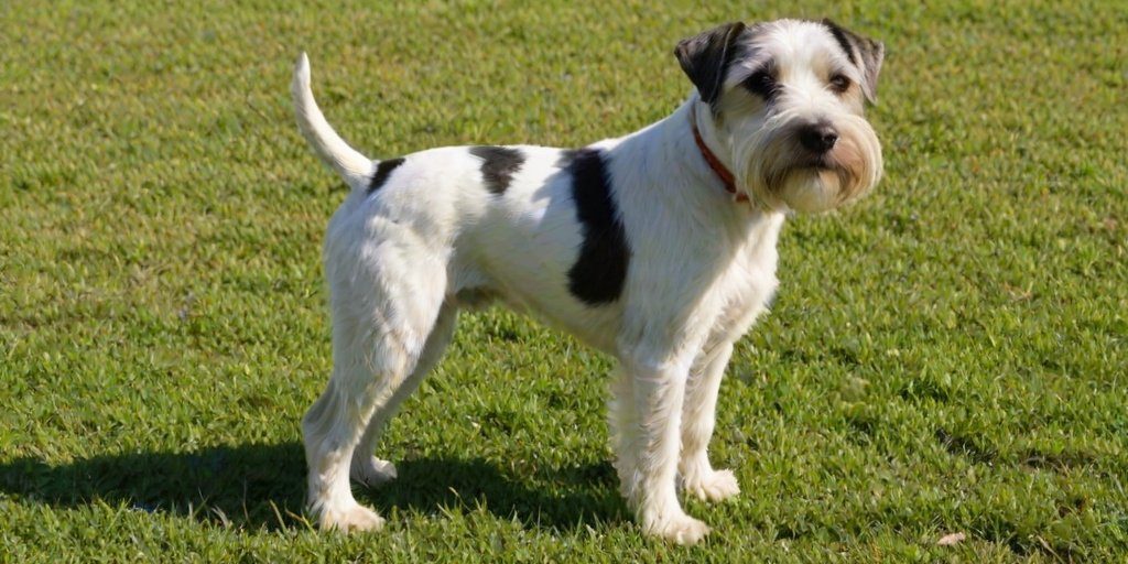 boglen terrier