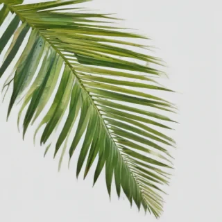 palm tree leaf png
