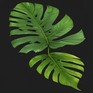 tropical leaf png