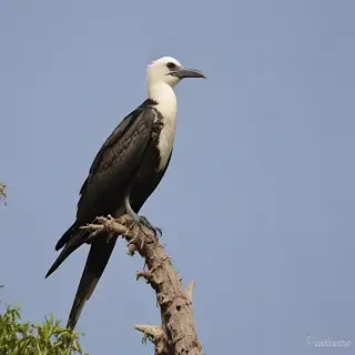 frigate bird