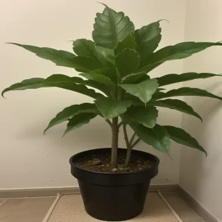 tobacco plant