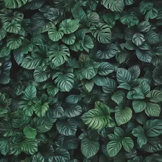 plants iphone wallpaper