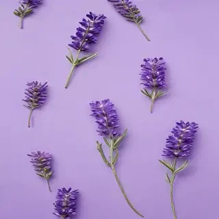 lavender background