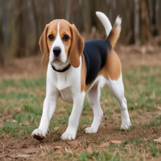 beagle  dog breed