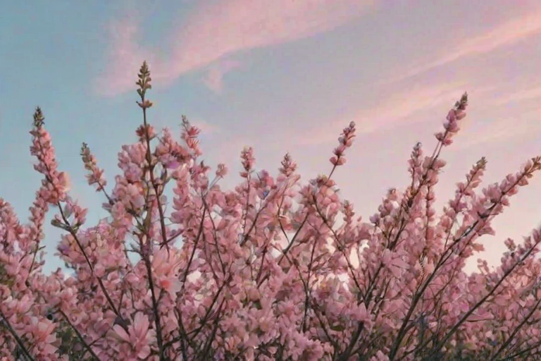 aesthetic cover photo