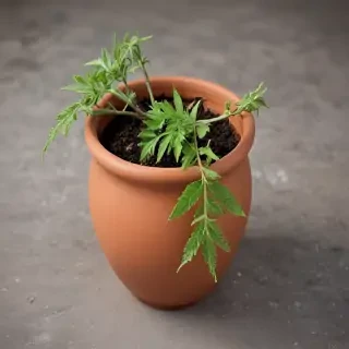 pot images