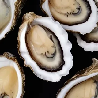 oysters png