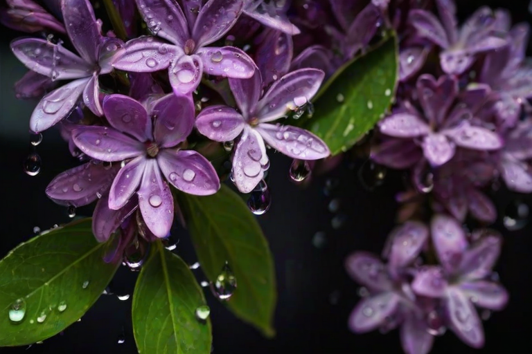 Create a close-up image of purple lilac flowers with droplets of water clinging to the petals, capturing the textures and vibrant colors against a dark background.