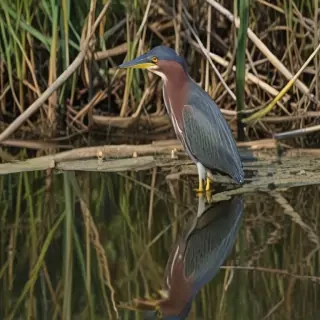 green heron