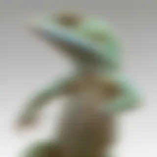 lizard transparent