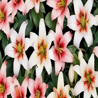 lily background