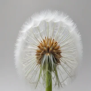 dandelion png