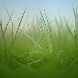 grass transparent