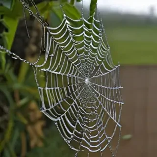 spiderweb