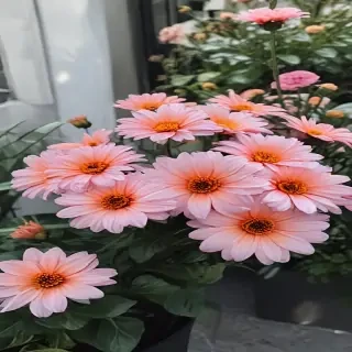 flowers aesthetic
