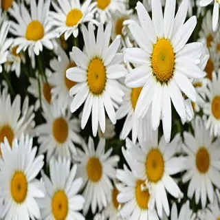daisy desktop wallpaper