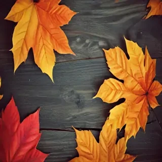 fall wallpaper iphone