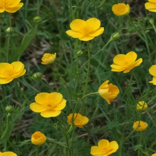 buttercup flower