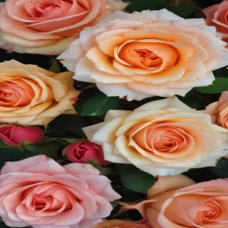roses background wallpaper