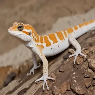 gecko lizard