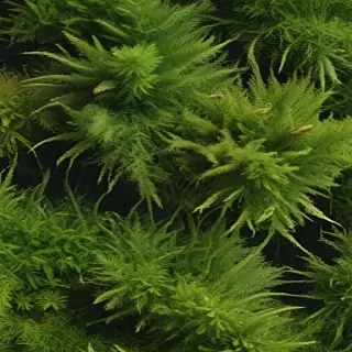 moss png